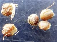  Legumes (enclosed by calyx)